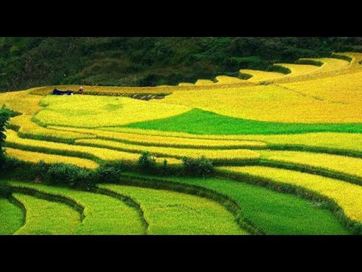 Xu hướng Triệu Lộ Tư cắt phăng mái tóc: Hotspot Matrix tiết lộ bí quyết video viral