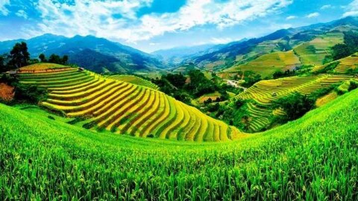 Xu hướng Triệu Lộ Tư cắt phăng mái tóc: Hotspot Matrix tiết lộ bí quyết video viral